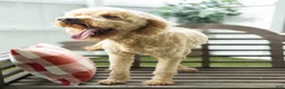 Goldendoodle dogs for sale: Penelope - Ad 1