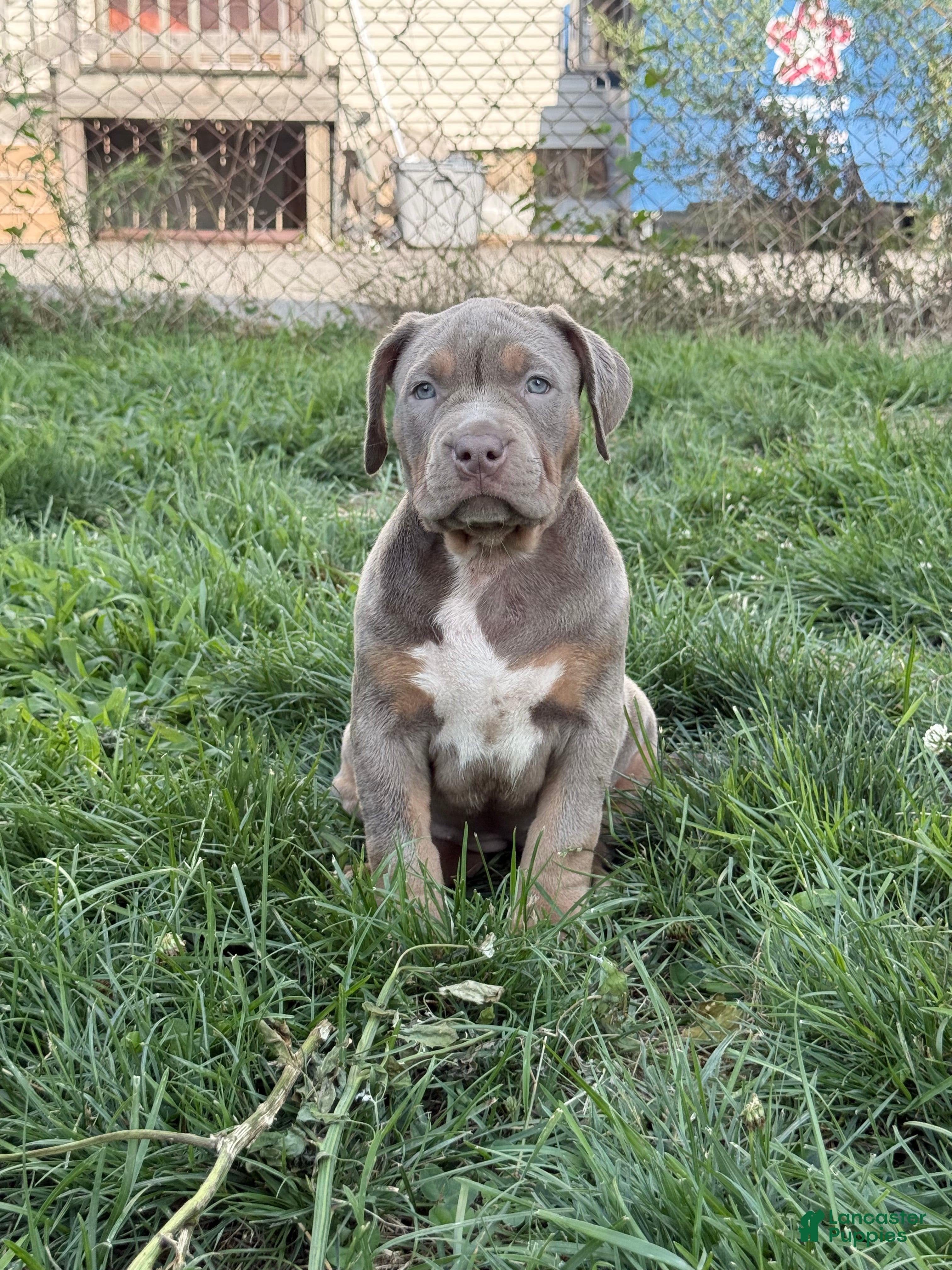 American Bully dogs Athena - Ad 6