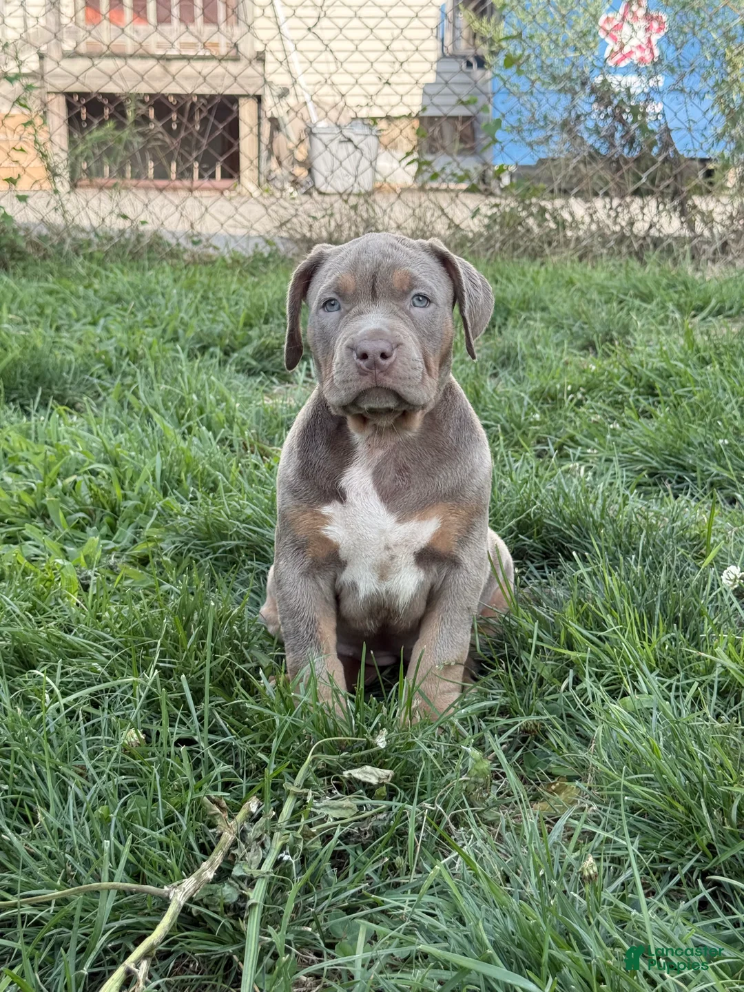 American Bully dogs for sale: Athena - Ad 1
