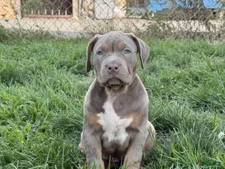 American Bully dogs Athena - Ad 6