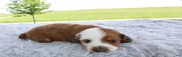 Miniature Dachshund dogs for sale: Miniature Dachshund 1 - Ad 1