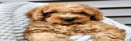 Mini Goldendoodle dogs for sale: BLAZE - Mini Goldendoodle Fluffy Puppy - Ad 16