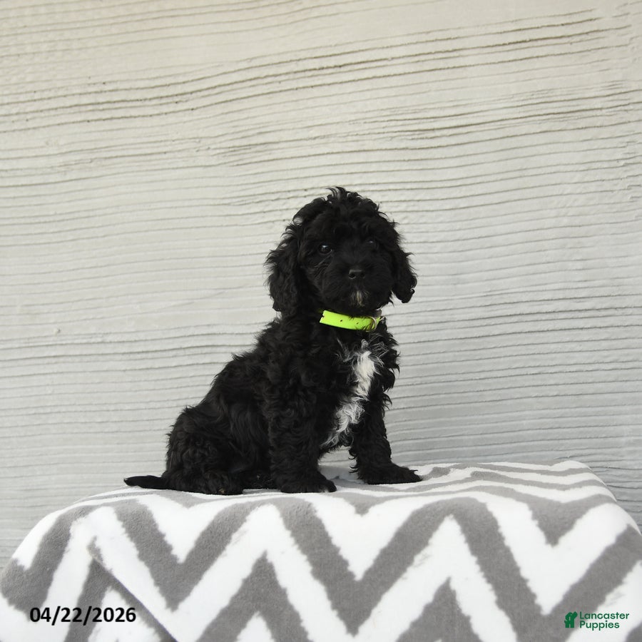 Shihpoo dogs Bandit - Ad 1