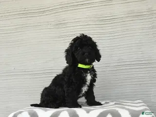Shihpoo dogs for sale: Bandit - Ad 4