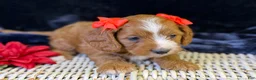 Cavapoo dogs for sale: Haven - Ad 7