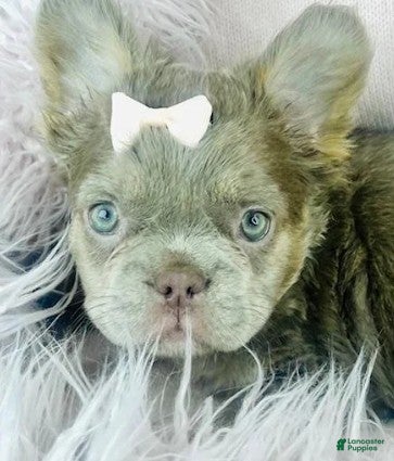 French Bulldog dogs French Bulldog Puppy 1 - Ad 1