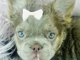 French Bulldog dogs French Bulldog Puppy 1 - Ad 5