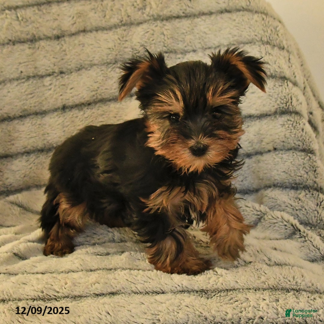 Yorkshire Terrier dogs for sale: Toby - Ad 2
