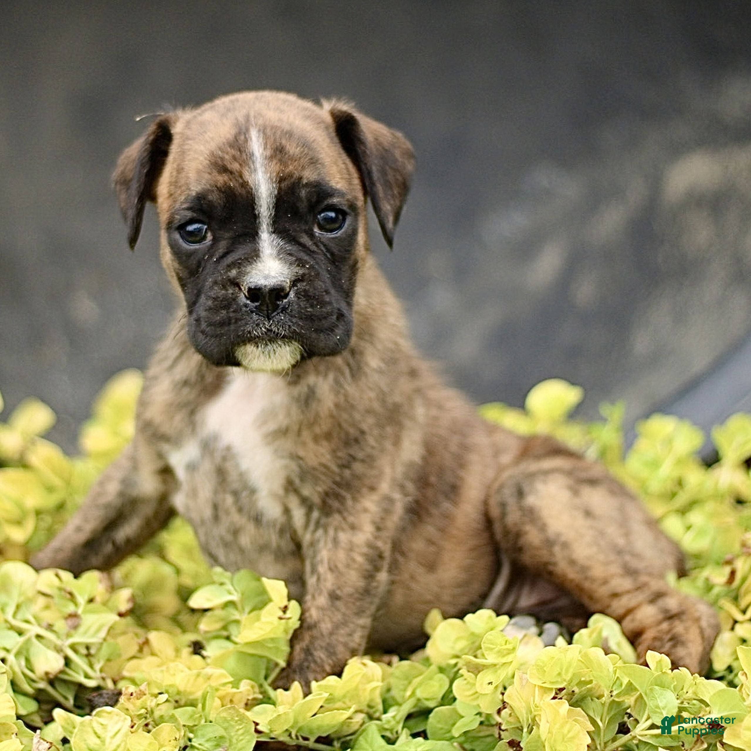 Boxer dogs Tori  - Ad 2
