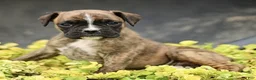 Boxer dogs for sale: Tori  - Ad 2