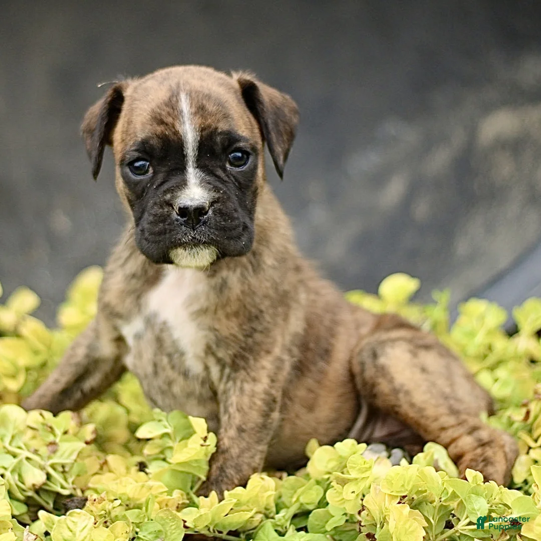 Boxer dogs for sale: Tori  - Ad 2