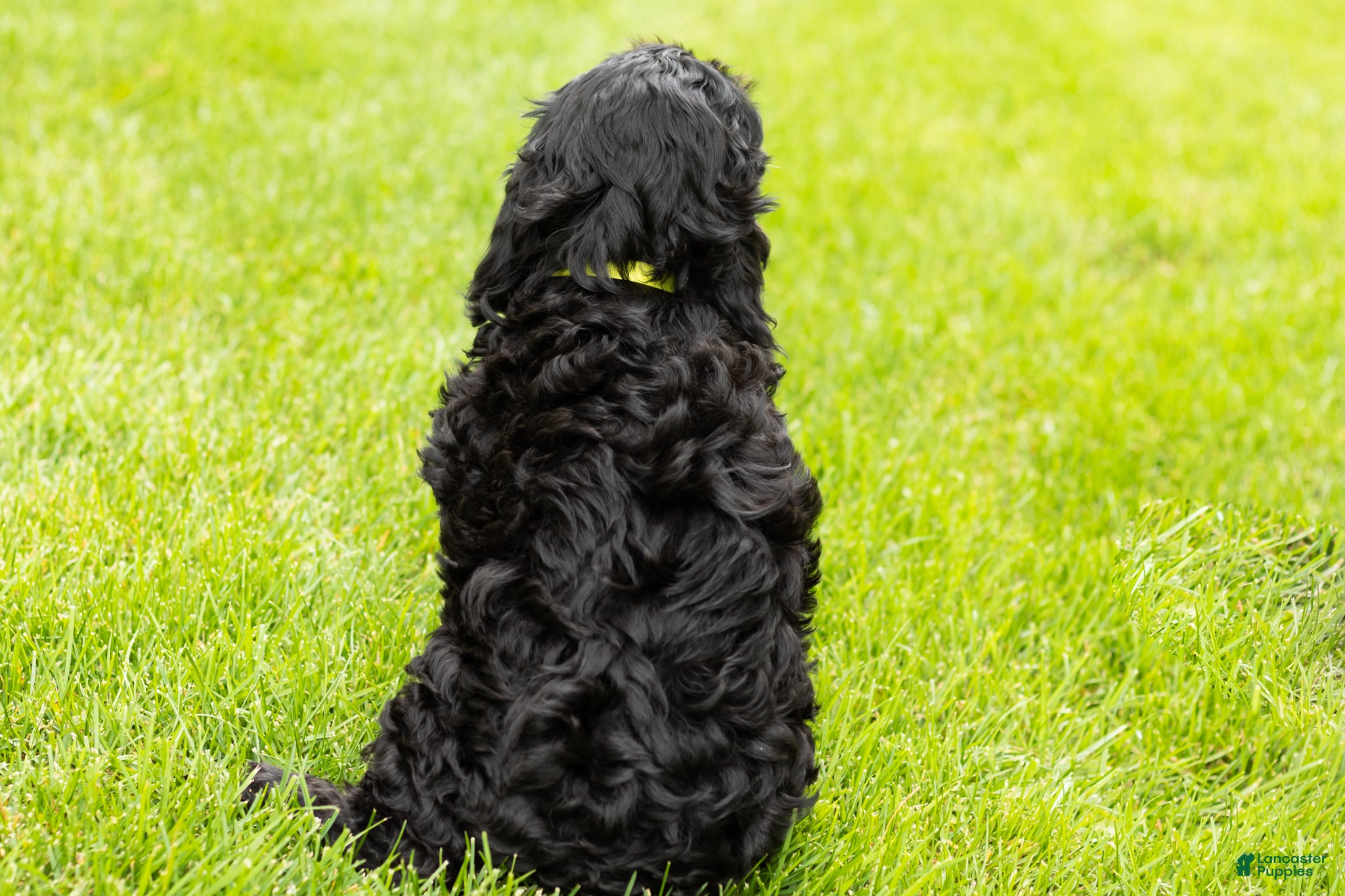 Cockapoo dogs for sale: Buster  - Ad 6