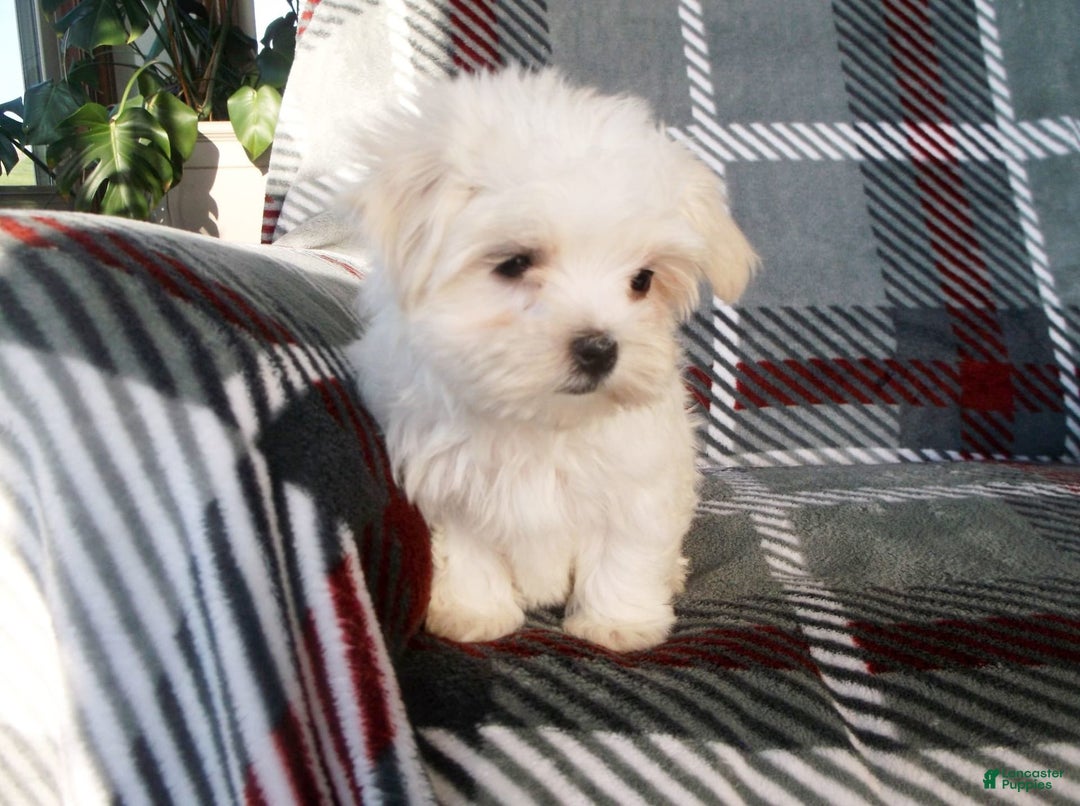 Maltese dogs for sale: Sarah - Ad 4