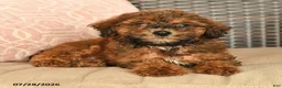 Miniature Poodle dogs for sale: Nelson - Ad 2