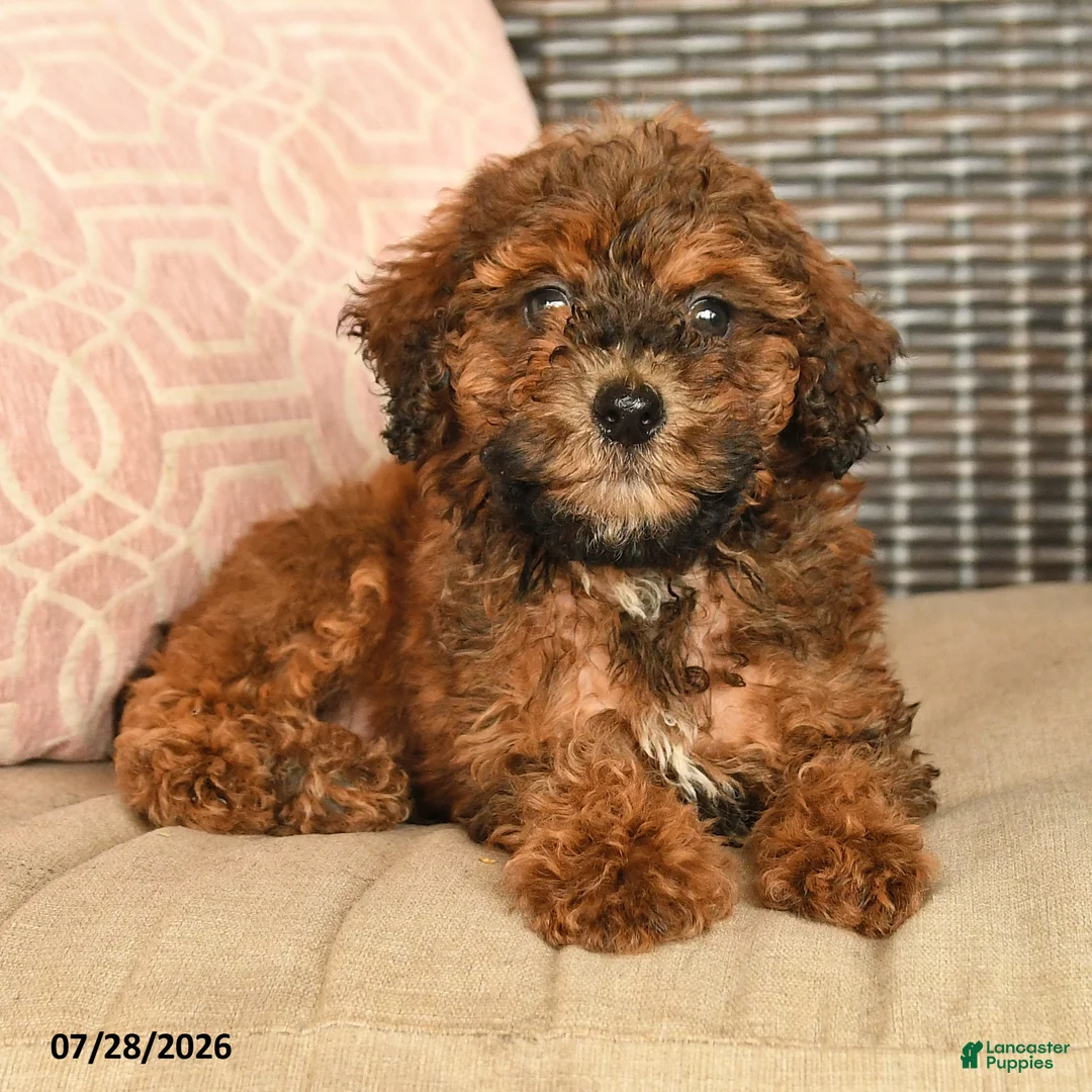 Miniature Poodle dogs for sale: Nelson - Ad 2