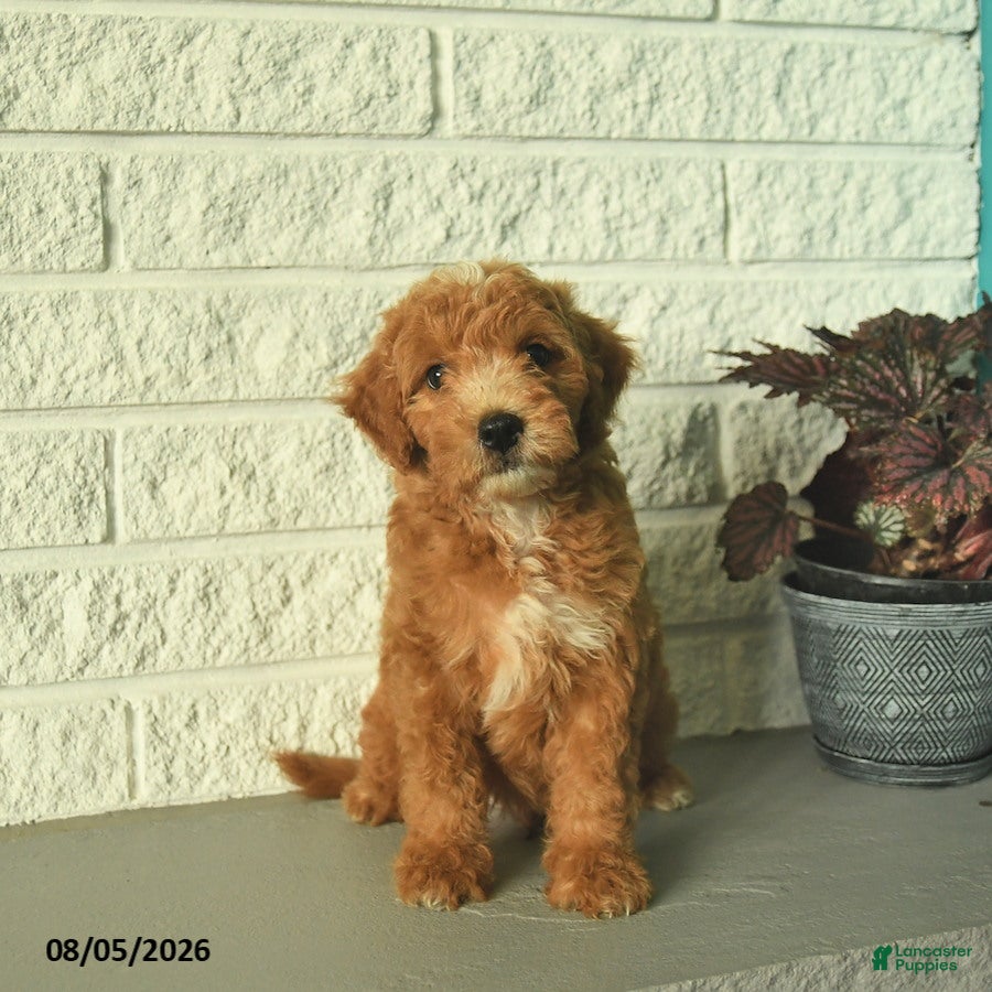 Mini Goldendoodle dogs Ninja  - Ad 2
