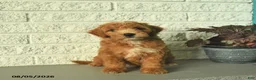 Mini Goldendoodle dogs for sale: Ninja  - Ad 2