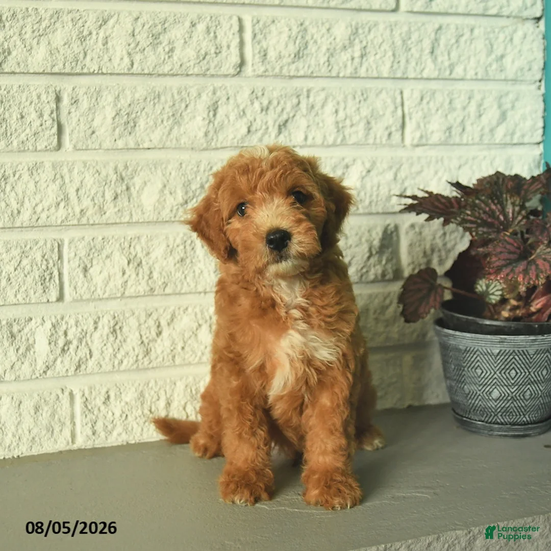 Mini Goldendoodle dogs for sale: Ninja  - Ad 2
