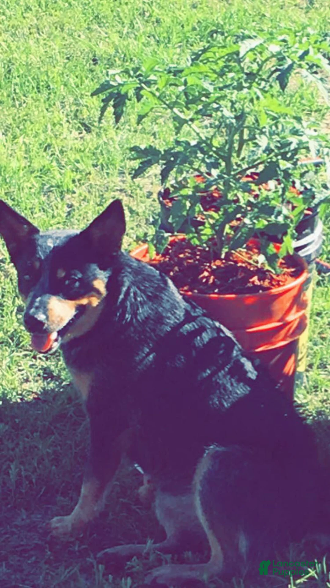 Australian Cattle Dog dogs for sale: Penny - Ad 7