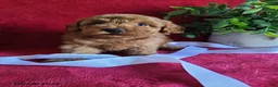 Miniature Poodle dogs for sale: Captain - Ad 3