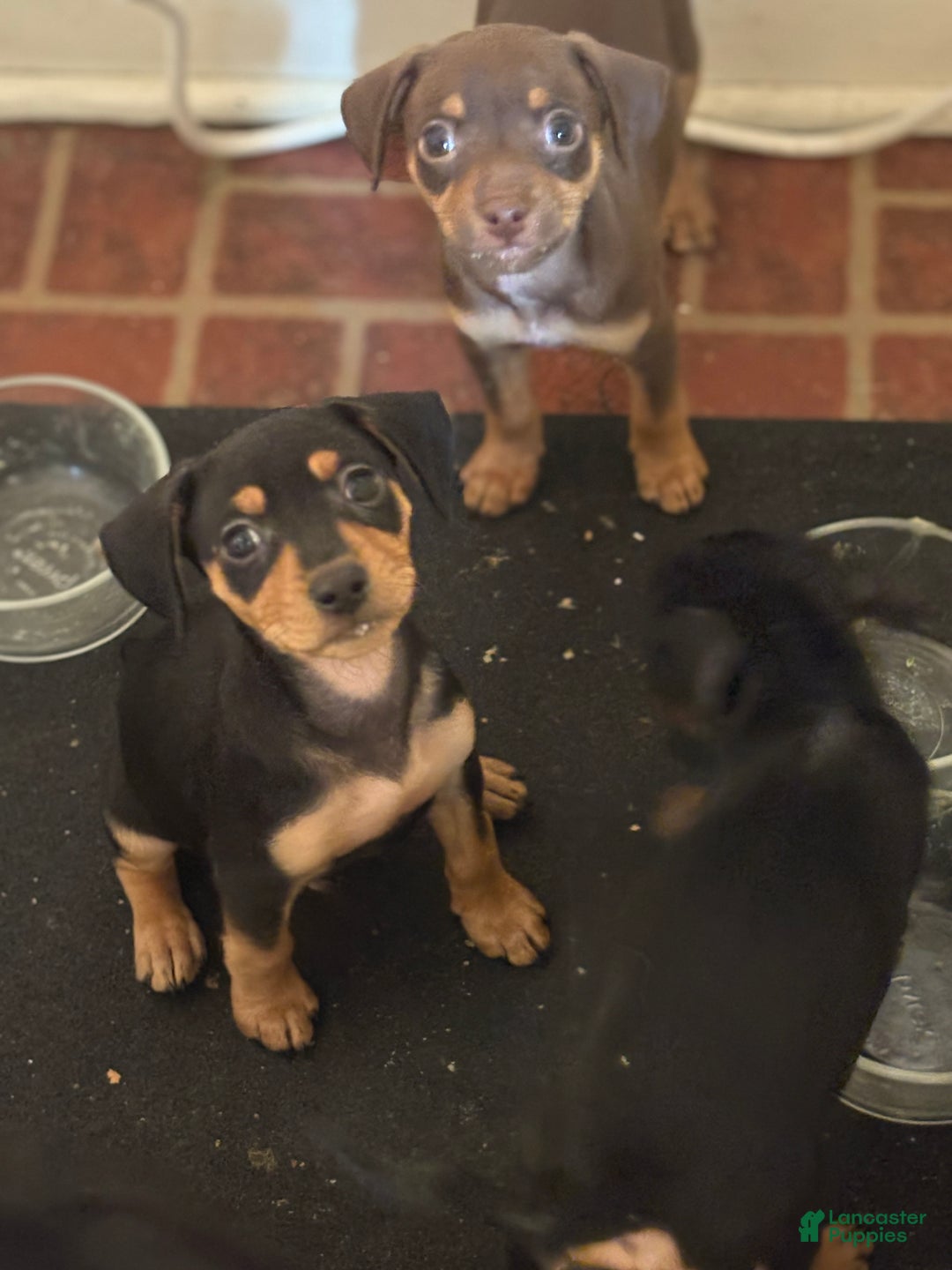 Mixed Breed dogs for sale: Pocket Pet 2 - Ad 5