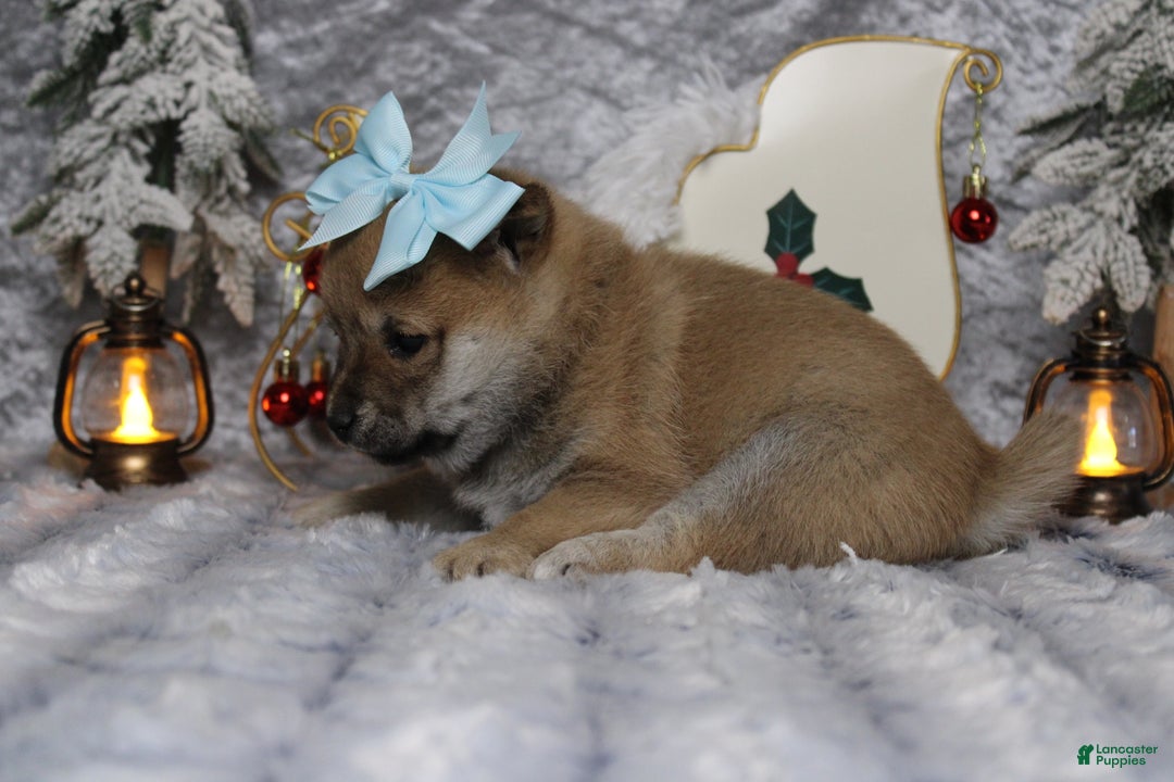 Shiba Inu dogs for sale: Coniac - Ad 6