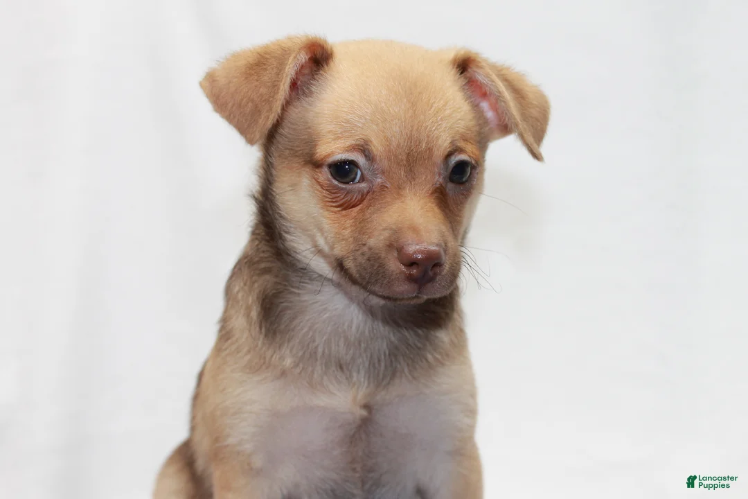 Chihuahua dogs for sale: Chihuahua 3 - Ad 1