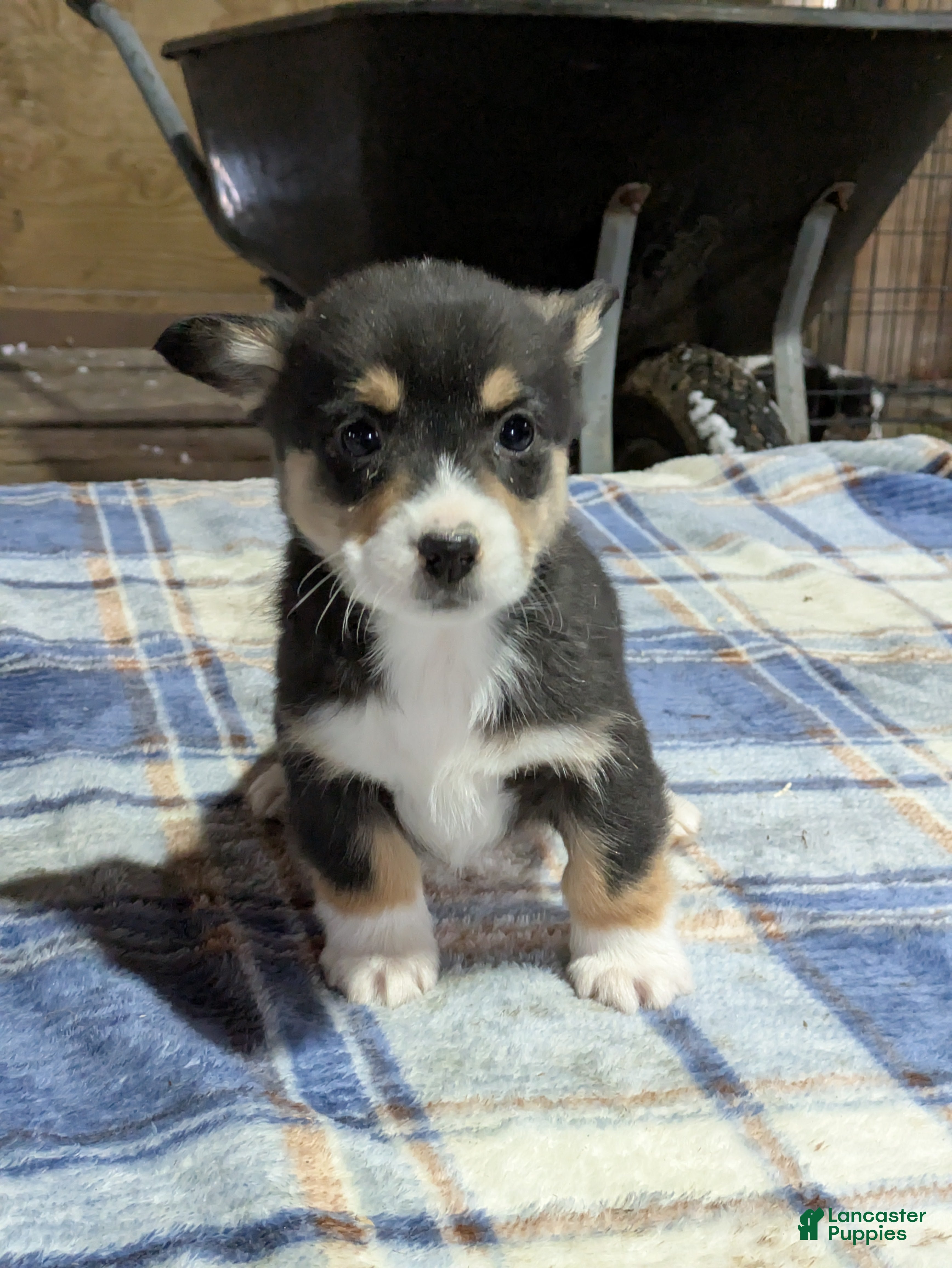 Welsh Corgi Pembroke dogs Silas - Ad 28