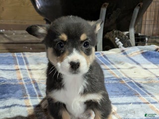 Welsh Corgi Pembroke dogs Silas - Ad 25