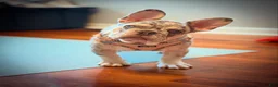 French Bulldog dogs for sale: Tito - Ad 5