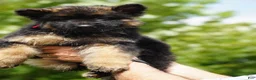 German Shepherd dogs for sale: German Shepherd 3 - Ad 6