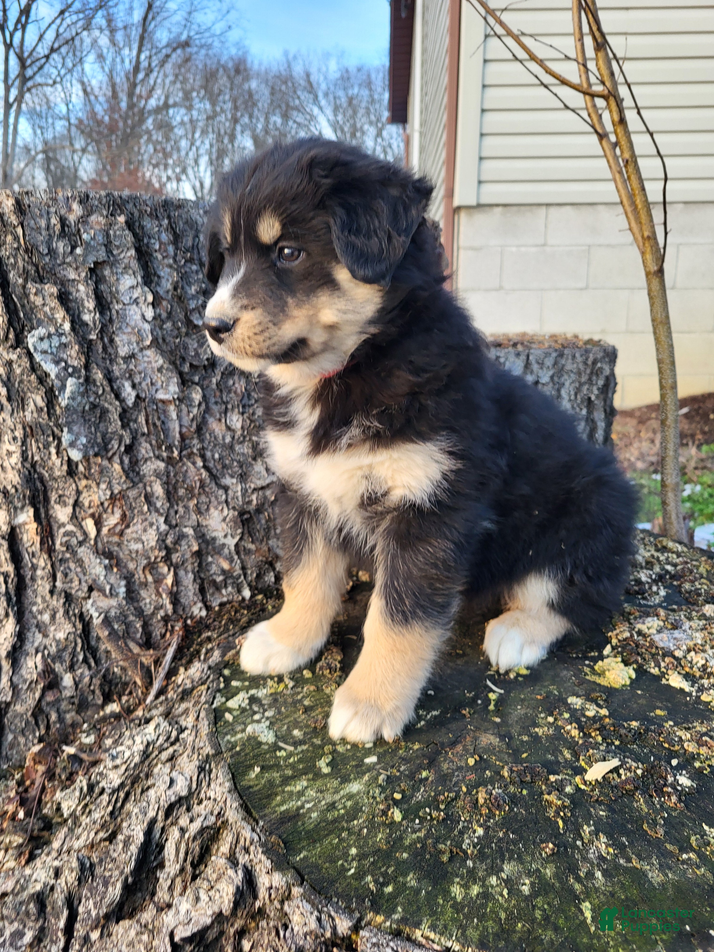 Mixed Breed dogs Pete - Ad 26