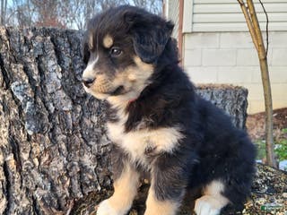 Mixed Breed dogs Pete - Ad 19