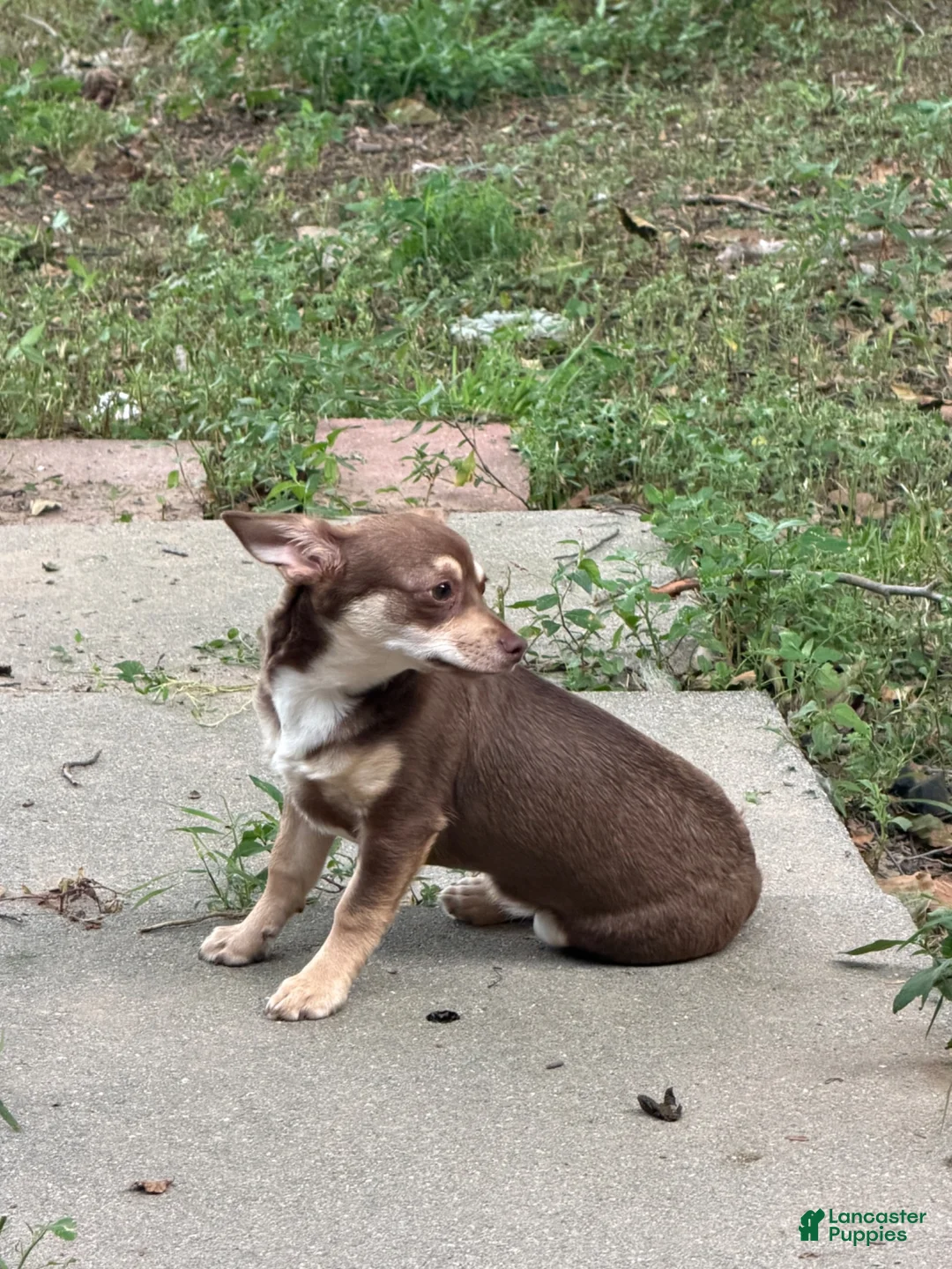 Chihuahua dogs for sale: Chihuahua 1 - Ad 3