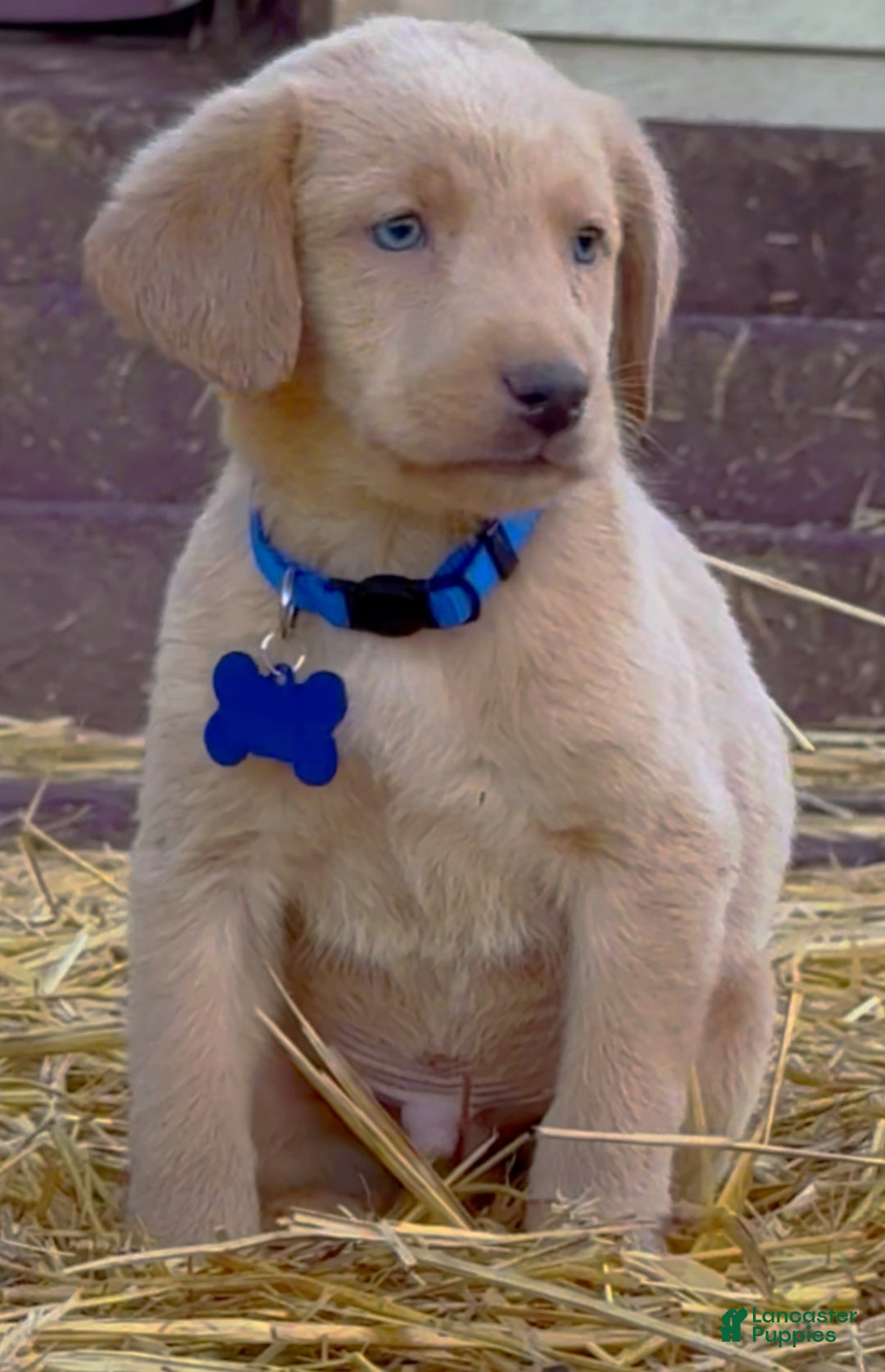 Labrador Retriever dogs for sale: Labrador Retriever Puppy 2 - Ad 15