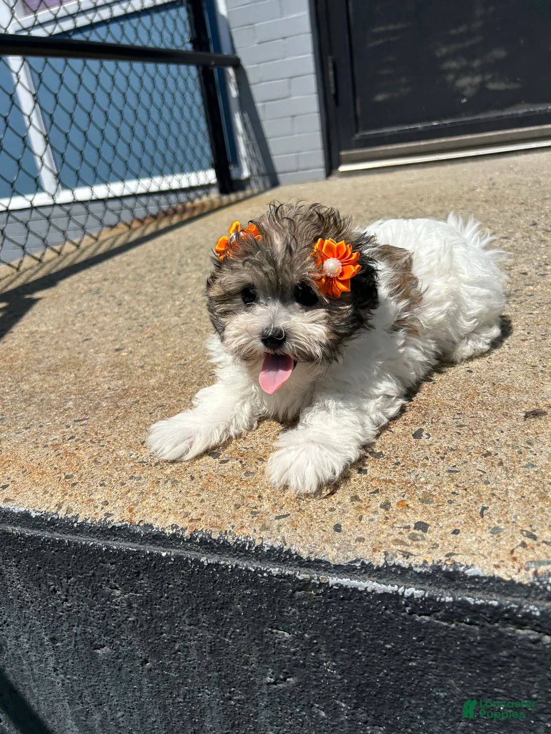 Mixed Breed dogs for sale: Mixed Breed 2 - Ad 2