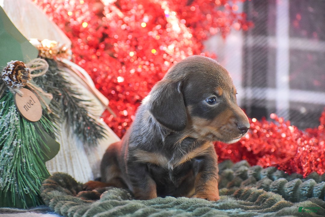 Dachshund dogs for sale: Sprinkles - Ad 6