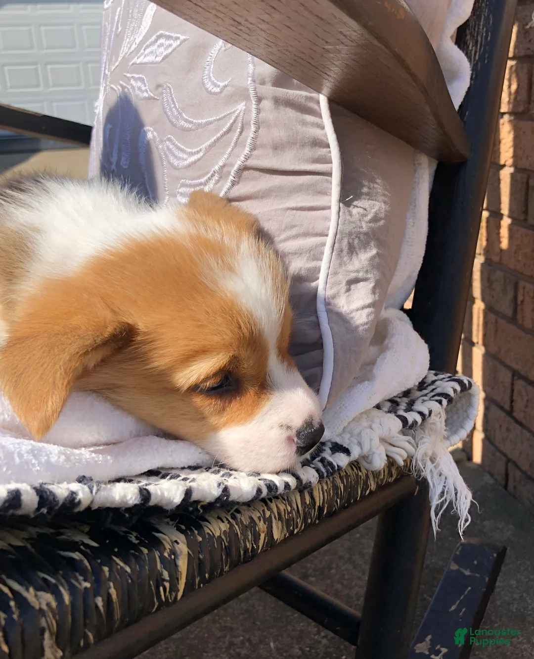 Welsh Corgi Pembroke dogs for sale: Jon - Ad 2