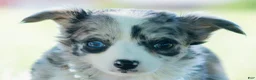 Chihuahua dogs for sale: Night sky - Ad 4