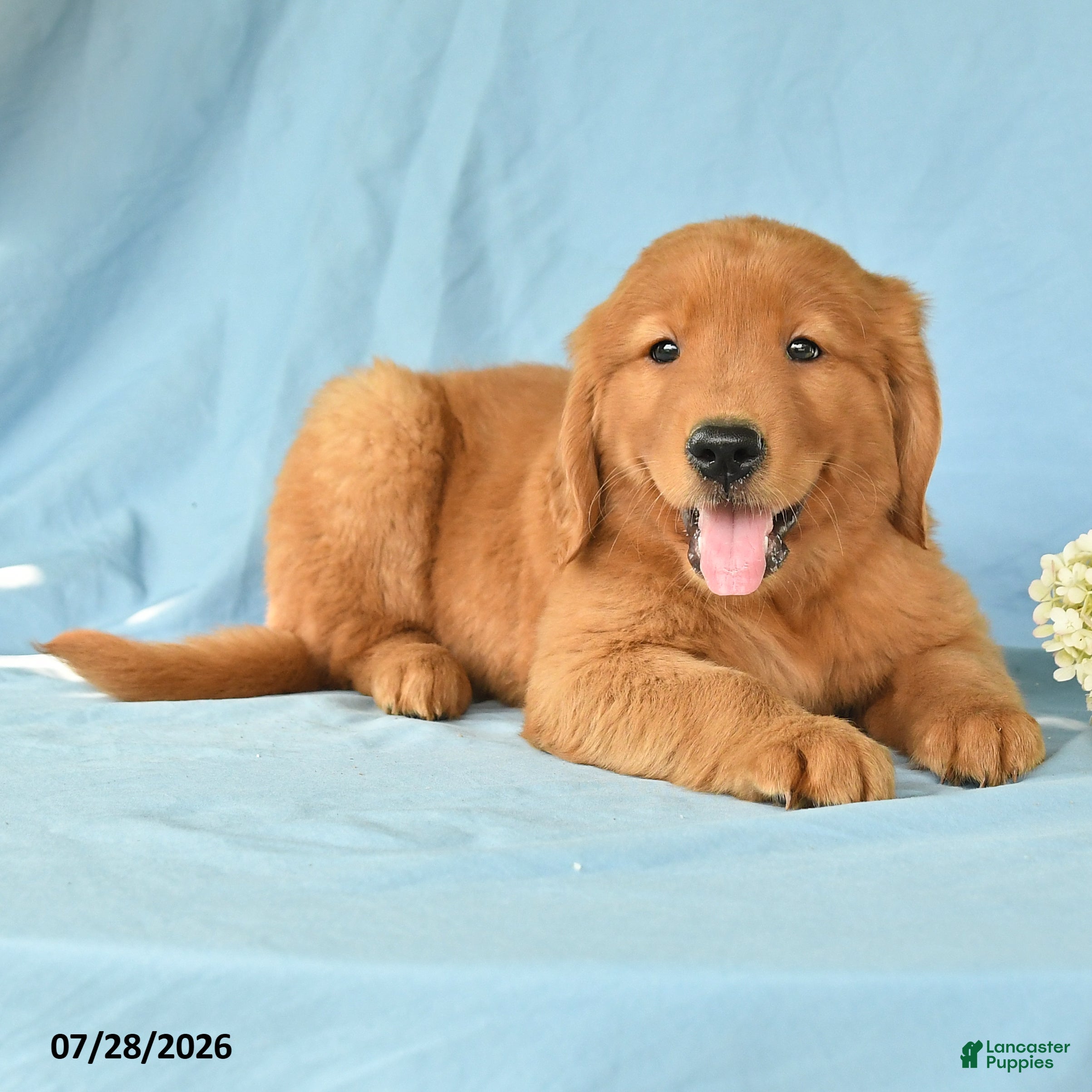 Golden Retriever dogs Moriah - Ad 2