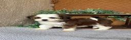 Havanese dogs for sale: Ashley  - Ad 3