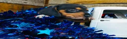 Miniature Dachshund dogs for sale: Brandy - Ad 8
