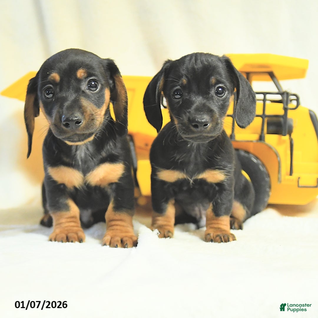 Miniature Dachshund dogs for sale: Dusty - Ad 5