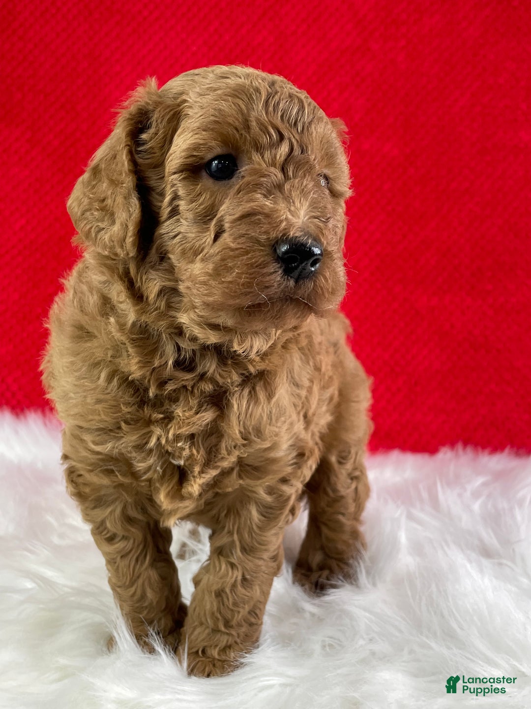 Mini Goldendoodle dogs for sale: Jack - Ad 2
