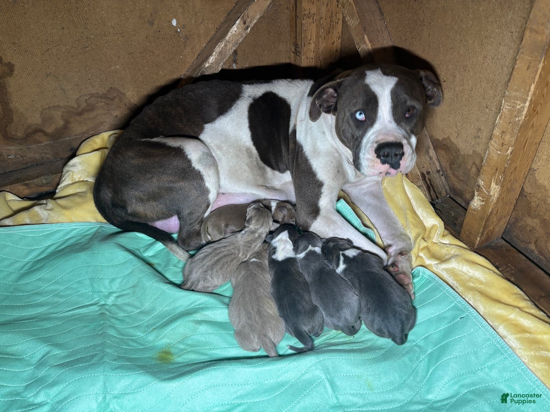 American Pit Bull Terrier dogs for sale: American Pit Bull Terrier Puppy 1 - Ad 6