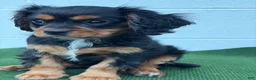 Cavalier King Charles Spaniel dogs for sale: Starbucks  - Ad 4