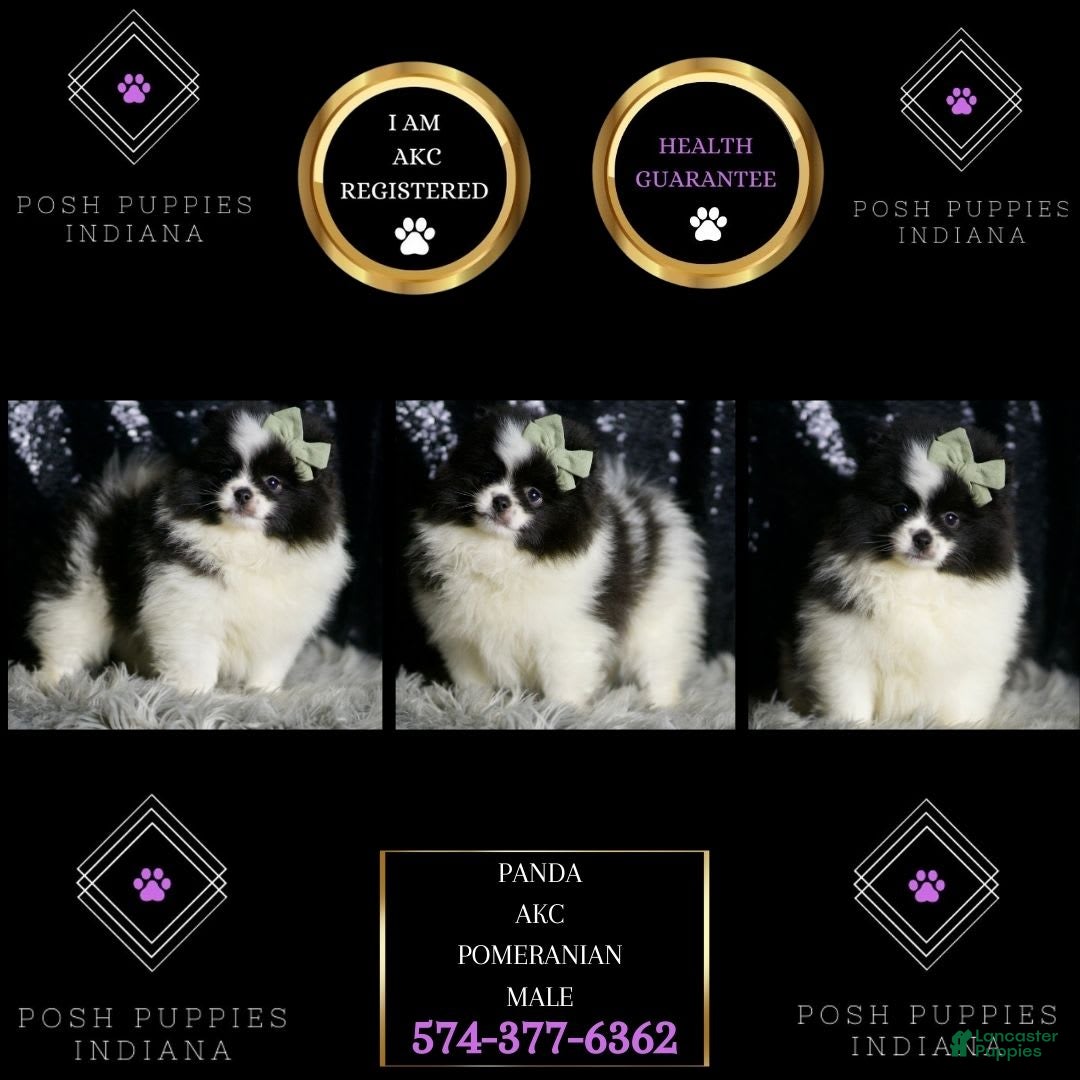 Pomeranian dogs Panda - Ad 1
