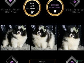 Pomeranian dogs Panda - Ad 22