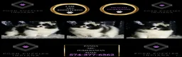 Pomeranian dogs for sale: Panda - Ad 1