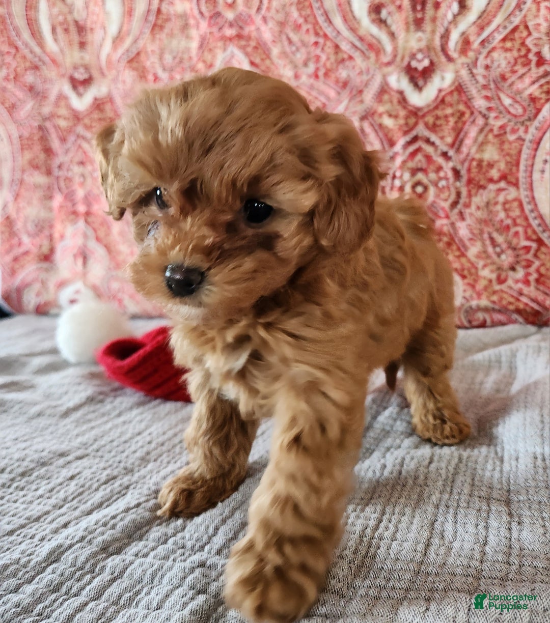 Mini Goldendoodle dogs for sale: Kate - Ad 9
